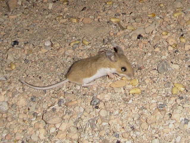 Deer Mouse, Mono County. Photo credit Ken Hickman.