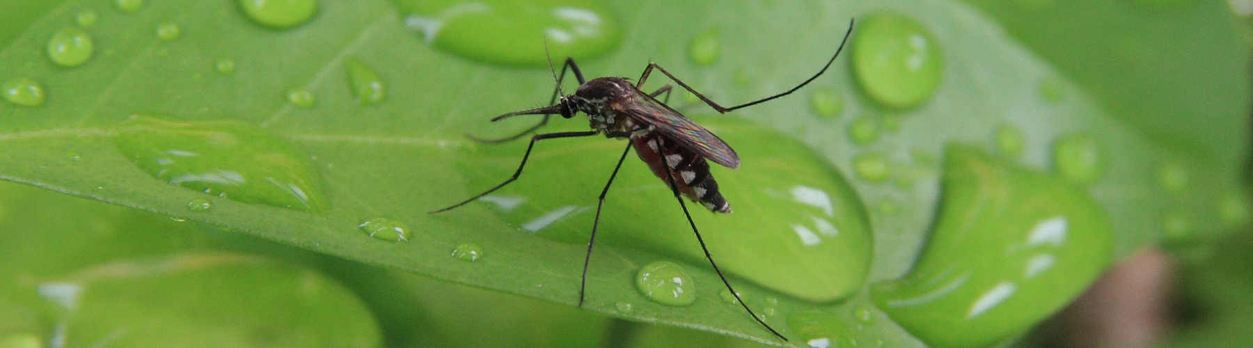 Mosq On Leaf