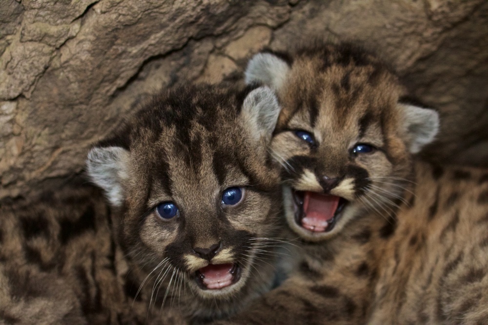 Mt Lion Kittens Courtesy Beth Pratt