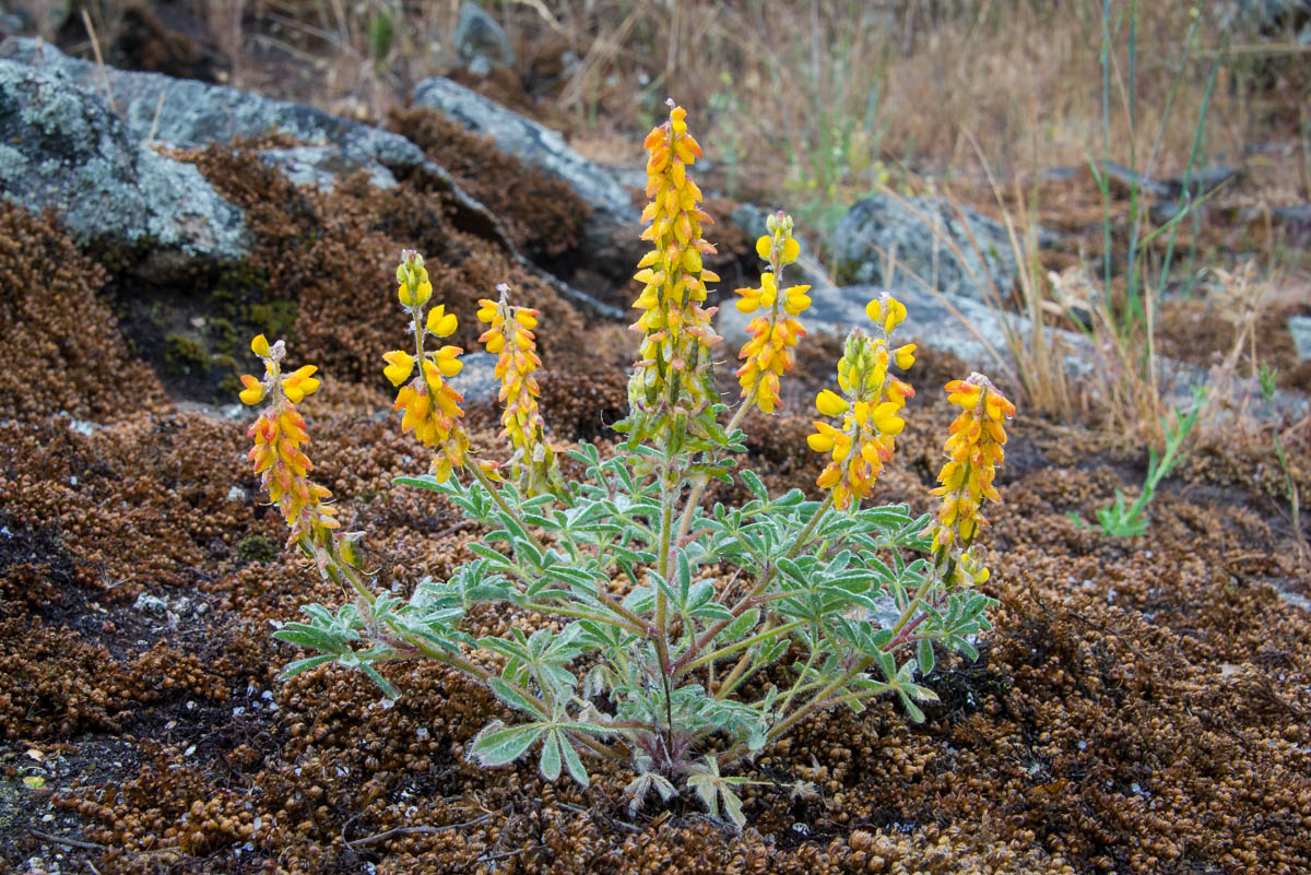 L. Citrinus Var. Citrinus StuartWilson