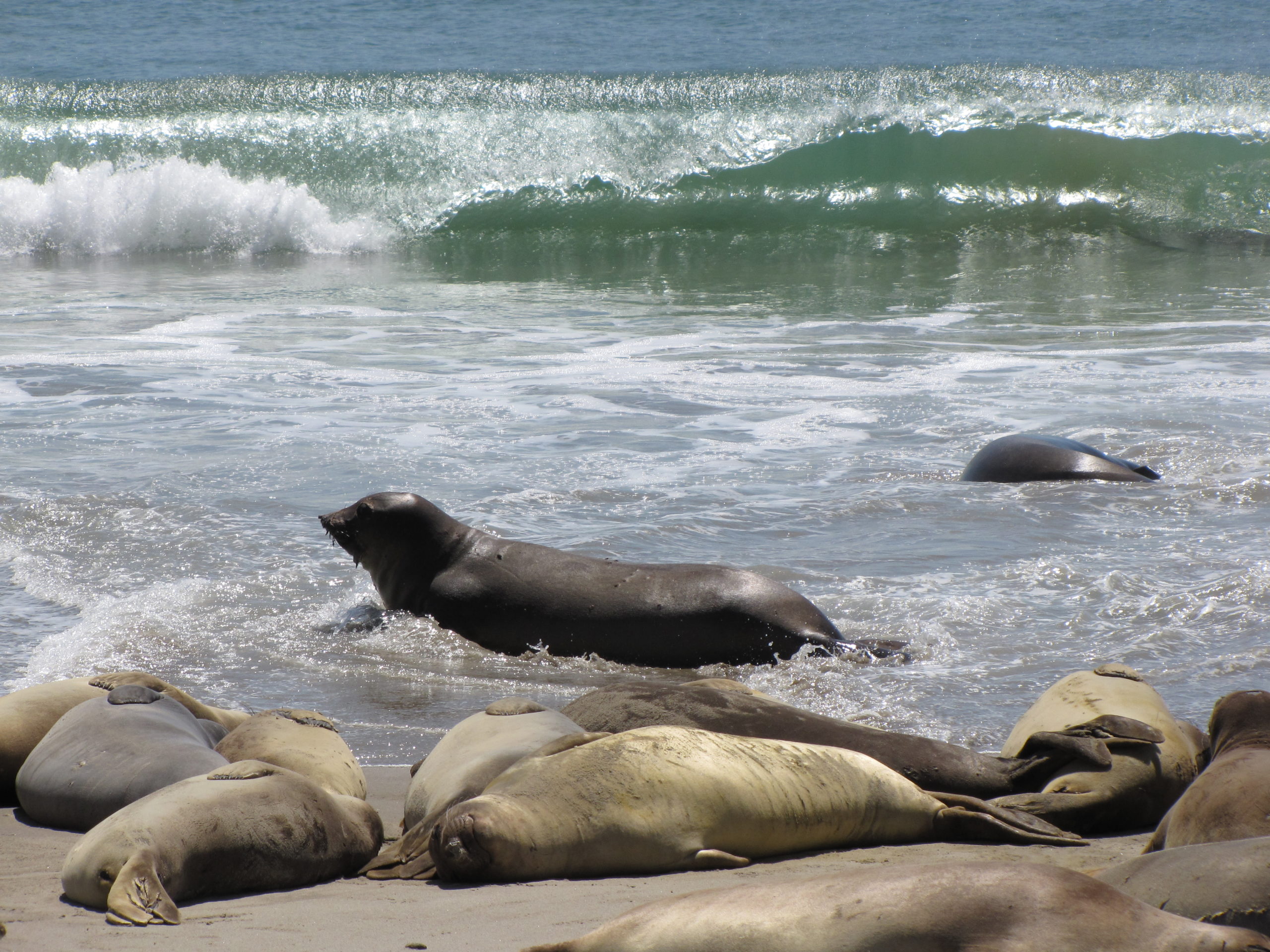 Pinnipeds On San Nicolas Island SamSpaulding Scaled