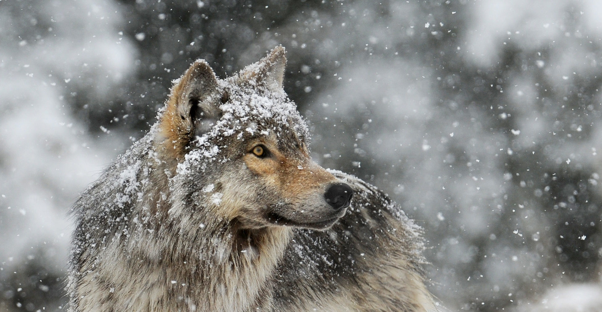 Wolf In Snow Shoshone NF Amy Gerber Dpc E1534267694458