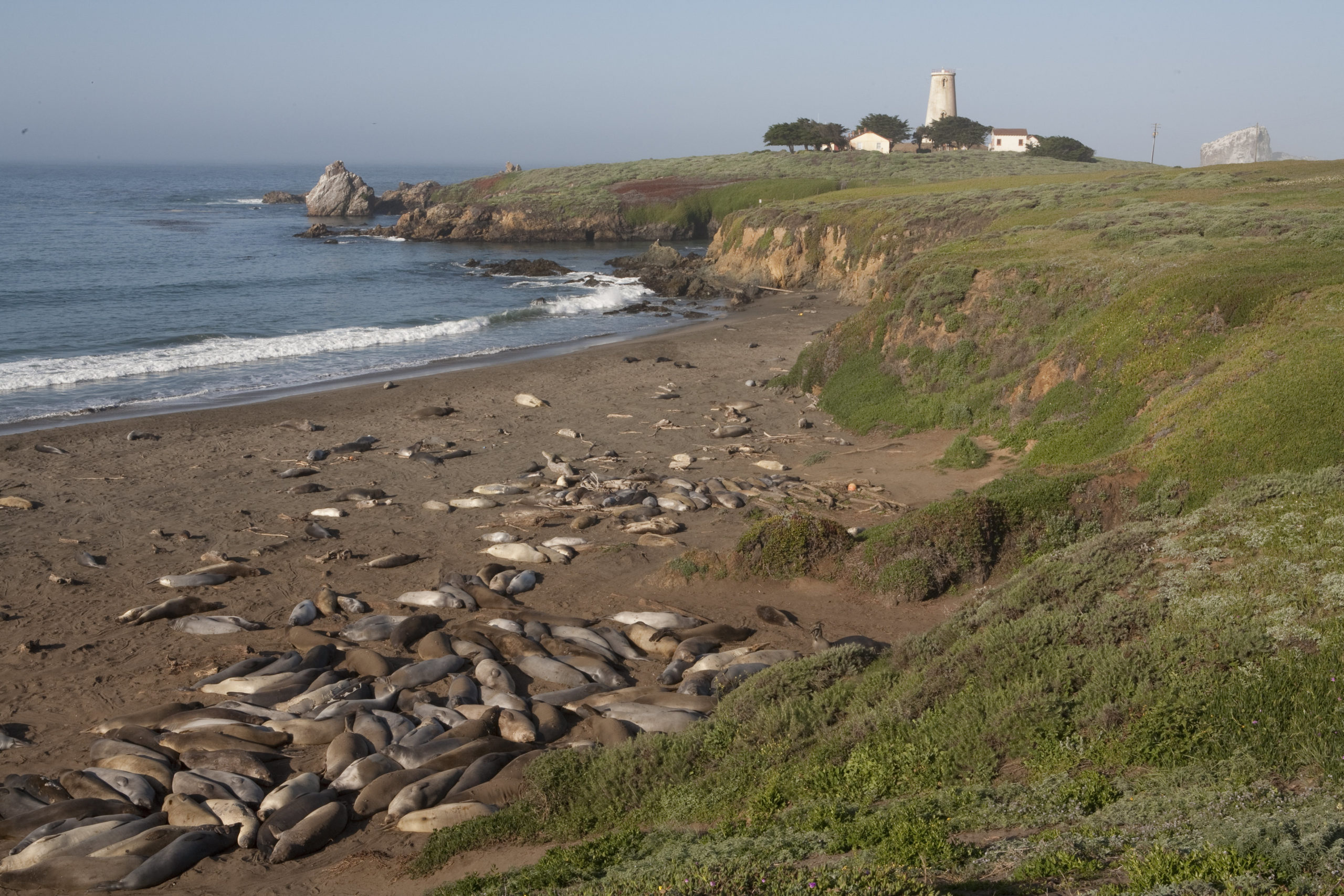 Saturday, February 1: The Piedras Blancas Elephant Seal Rookery – Santa