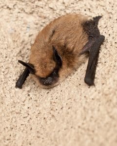Photo of a bat